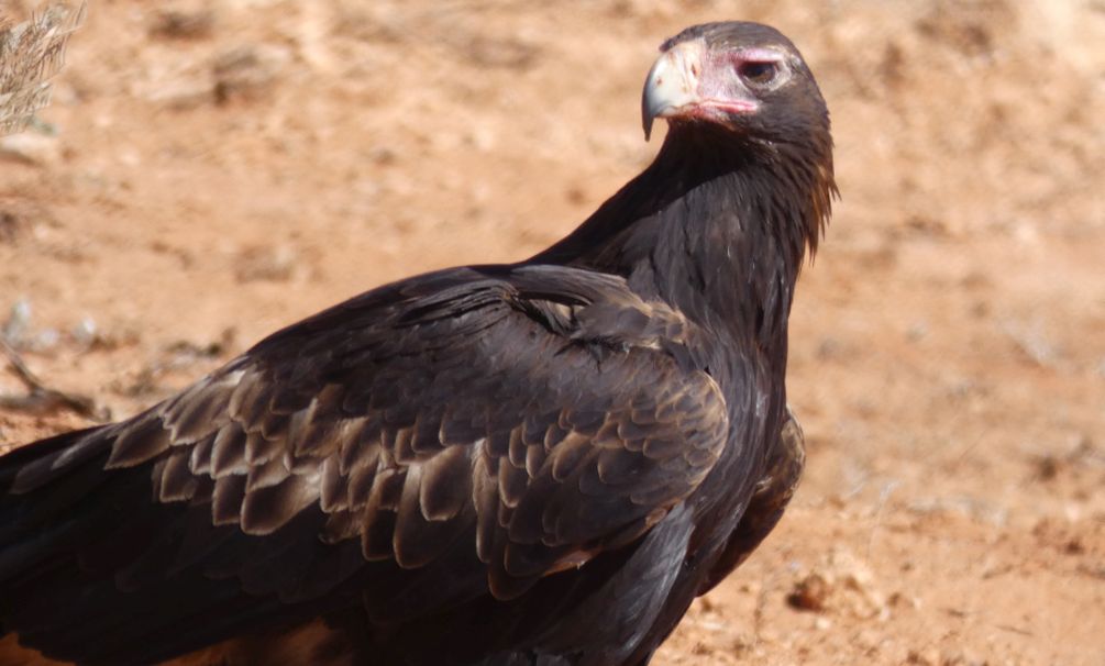 Il pasto dell''Aquila audax (Australia - Territori del Nord)