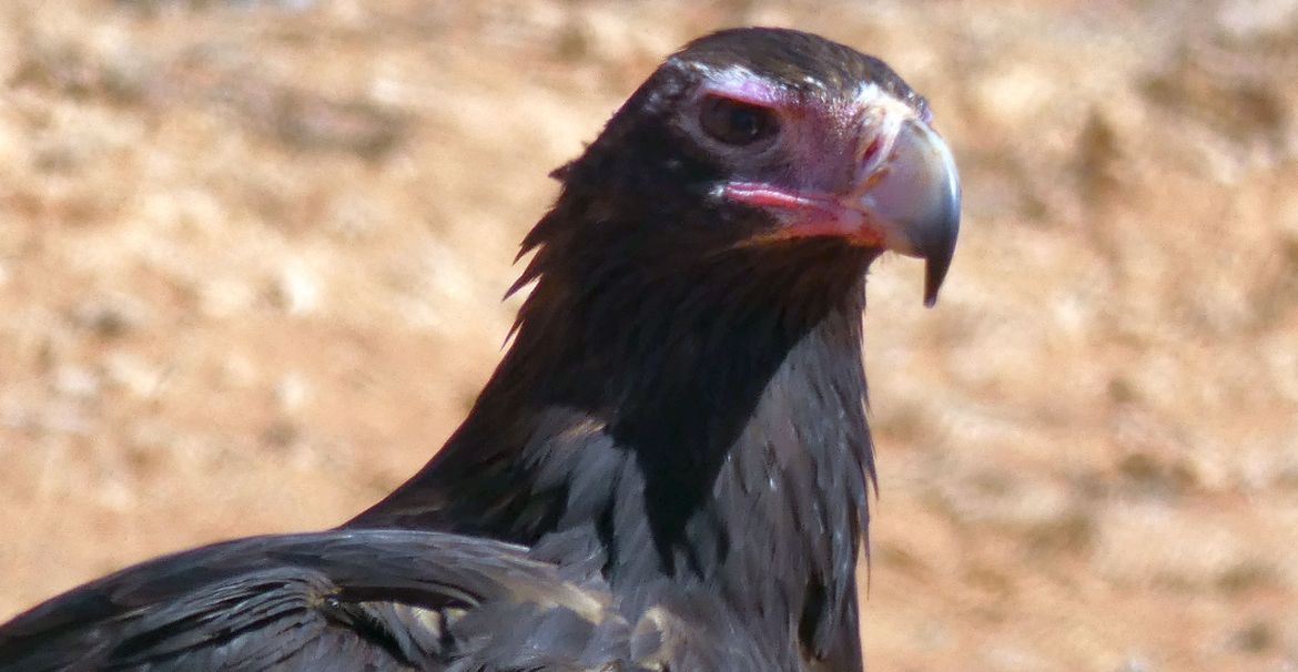 Il pasto dell''Aquila audax (Australia - Territori del Nord)