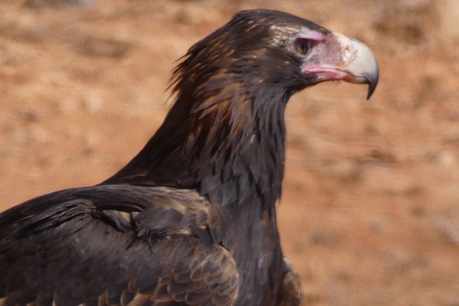 Il pasto dell''Aquila audax (Australia - Territori del Nord)