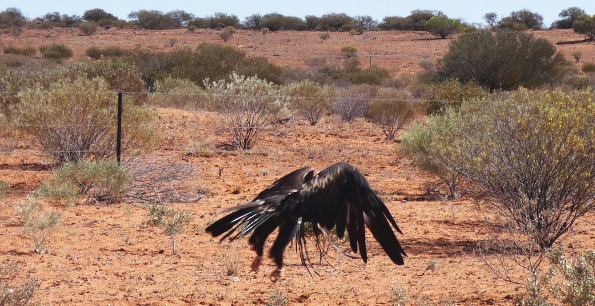 Il pasto dell''Aquila audax (Australia - Territori del Nord)