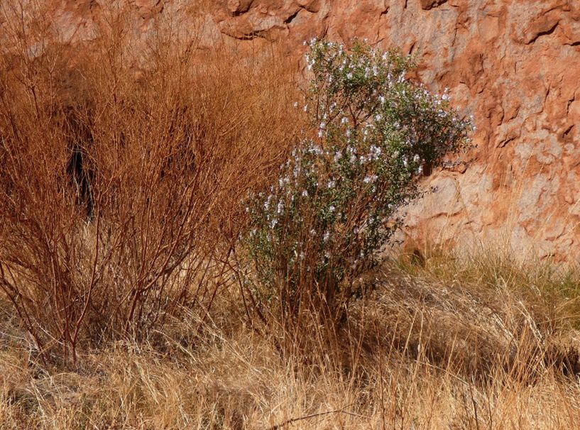 Pianta dall''Australia (NT): Prostanthera striatiflora (Lamiaceae)