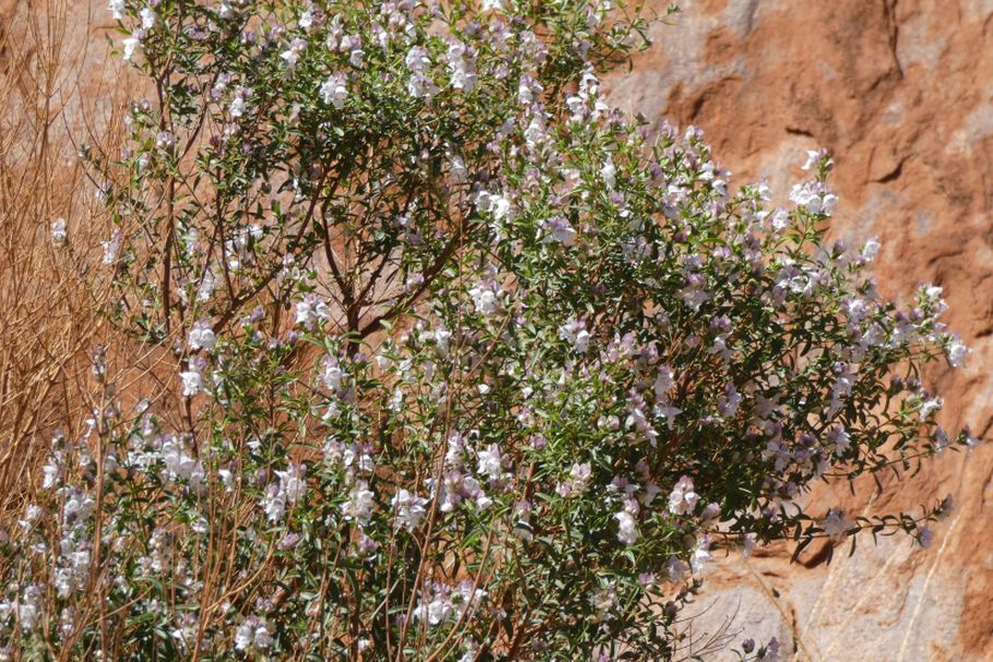 Pianta dall''Australia (NT): Prostanthera striatiflora (Lamiaceae)