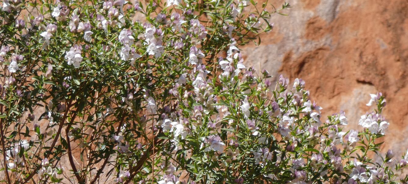 Pianta dall''Australia (NT): Prostanthera striatiflora (Lamiaceae)