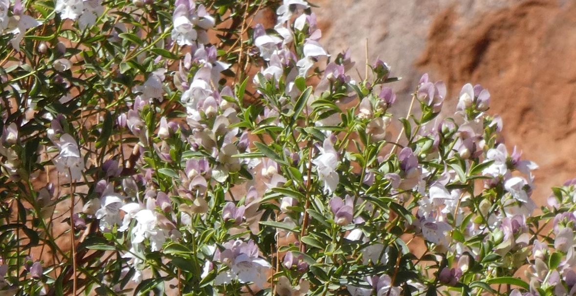 Pianta dall''Australia (NT): Prostanthera striatiflora (Lamiaceae)