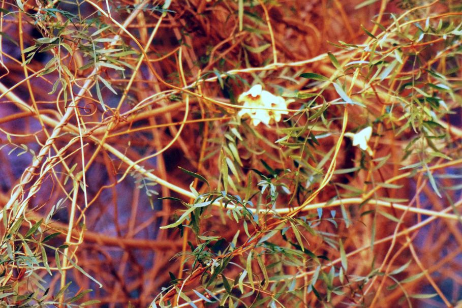 Pianta dall''Australia (NT): Pandorea doratoxylon (Bignoniaceae)