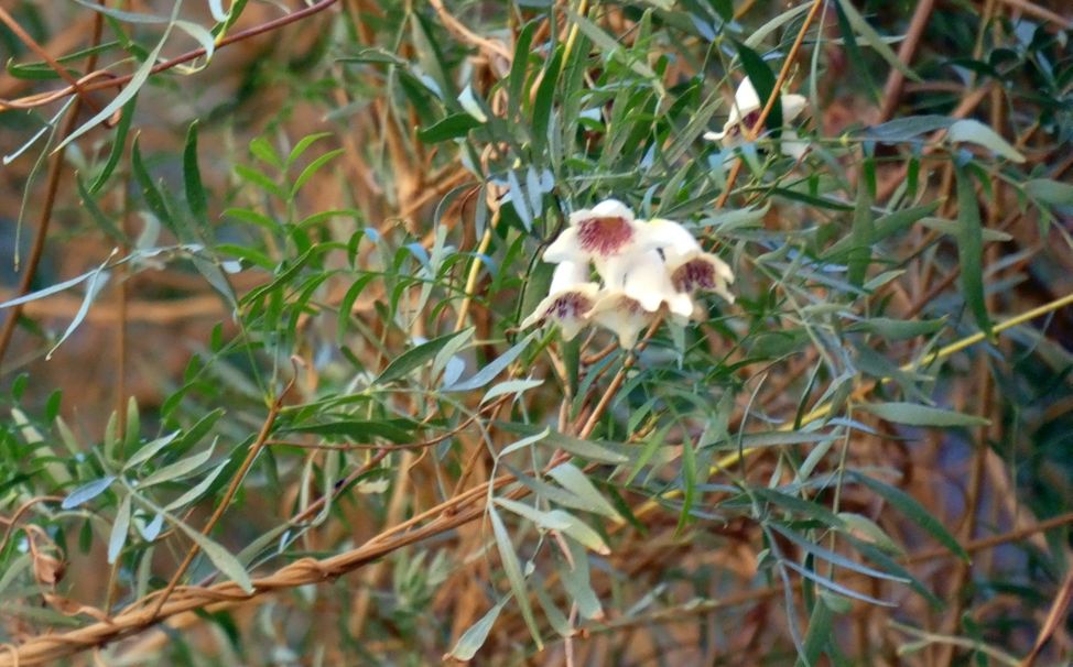 Pianta dall''Australia (NT): Pandorea doratoxylon (Bignoniaceae)