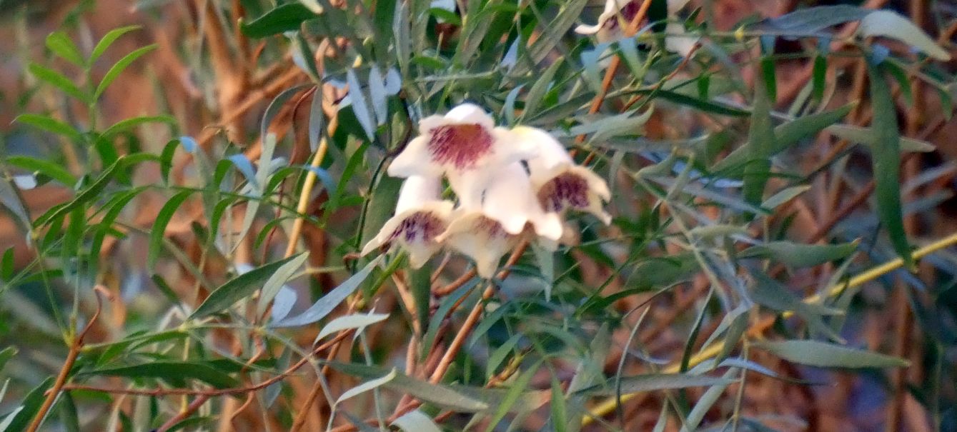 Pianta dall''Australia (NT): Pandorea doratoxylon (Bignoniaceae)