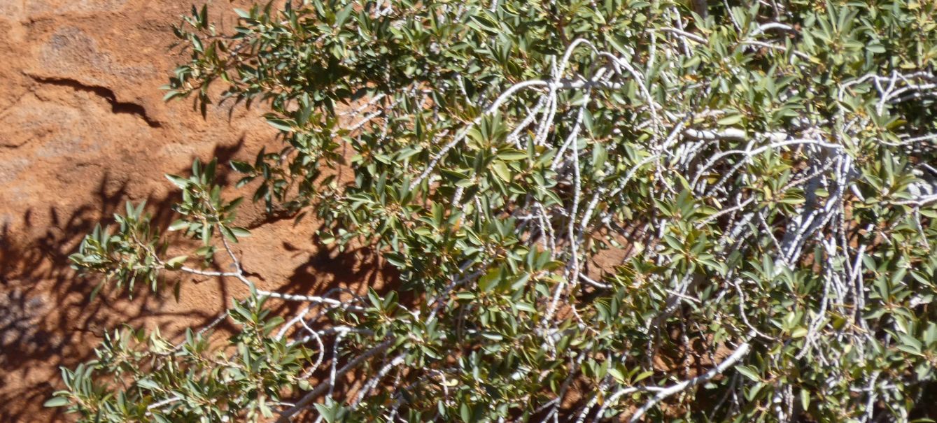 Pianta dall''Australia (NT): Ficus brachypoda (Moraceae)