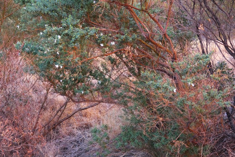 Pianta dall''Australia (NT) : Prostanthera striatiflora (Lamiaceae)