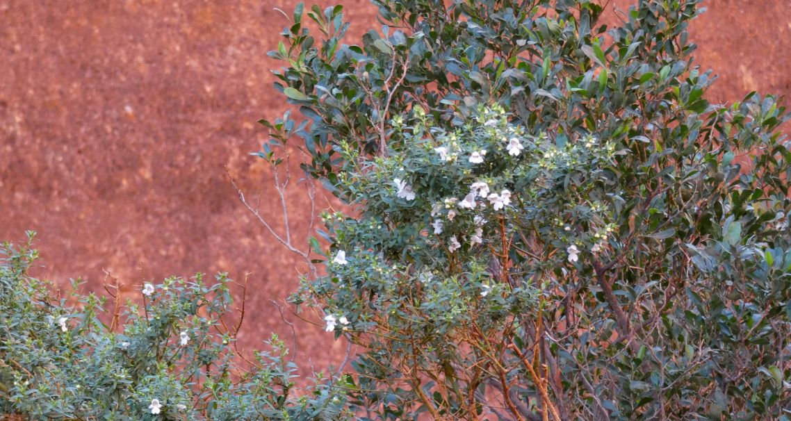 Pianta dall''Australia (NT) : Prostanthera striatiflora (Lamiaceae)