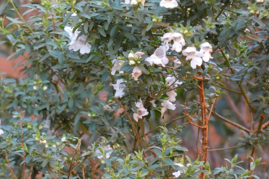 Pianta dall''Australia (NT) : Prostanthera striatiflora (Lamiaceae)