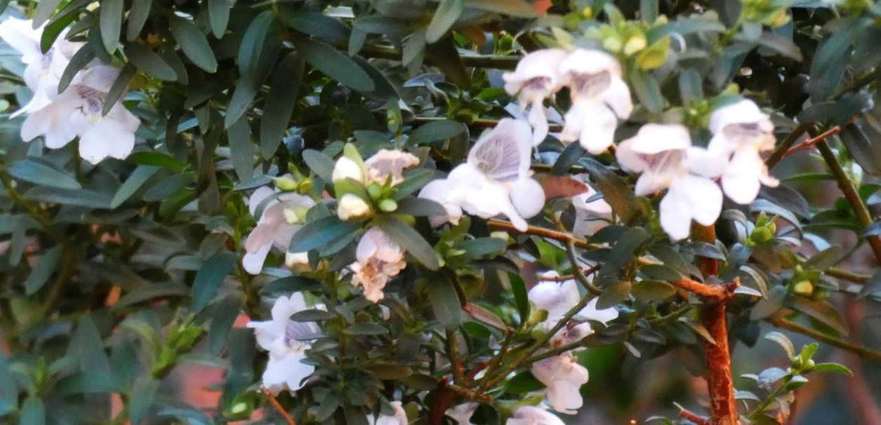 Pianta dall''Australia (NT) : Prostanthera striatiflora (Lamiaceae)