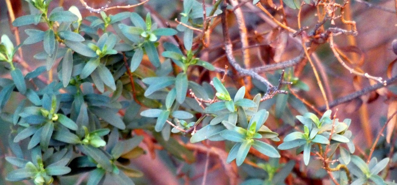 Pianta dall''Australia (NT) : Prostanthera striatiflora (Lamiaceae)