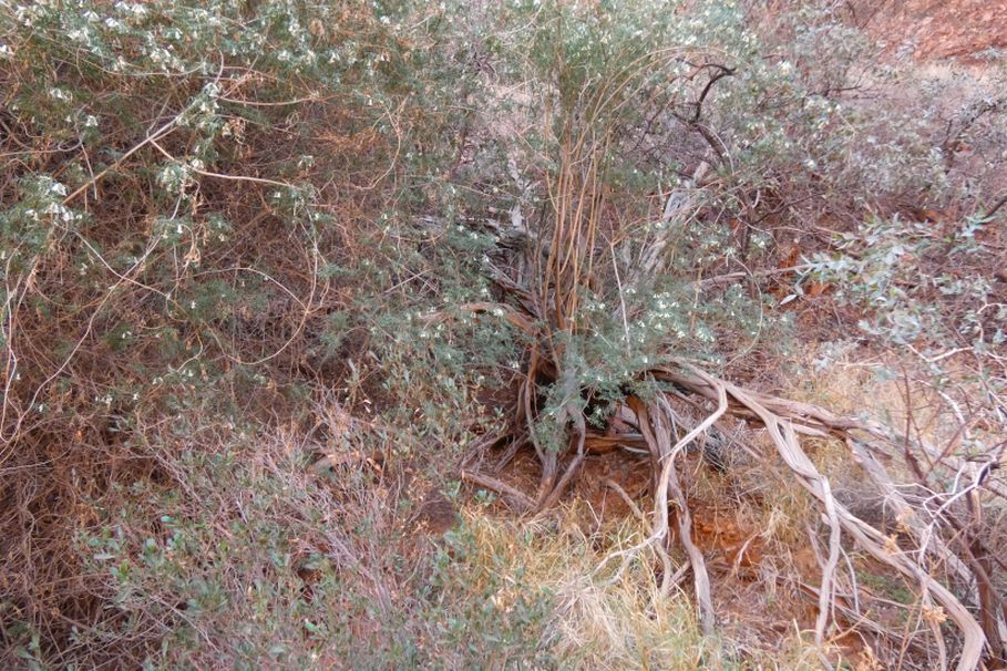 Pianta dall''Australia (NT): Pandorea doratoxylon (Bignoniaceae)