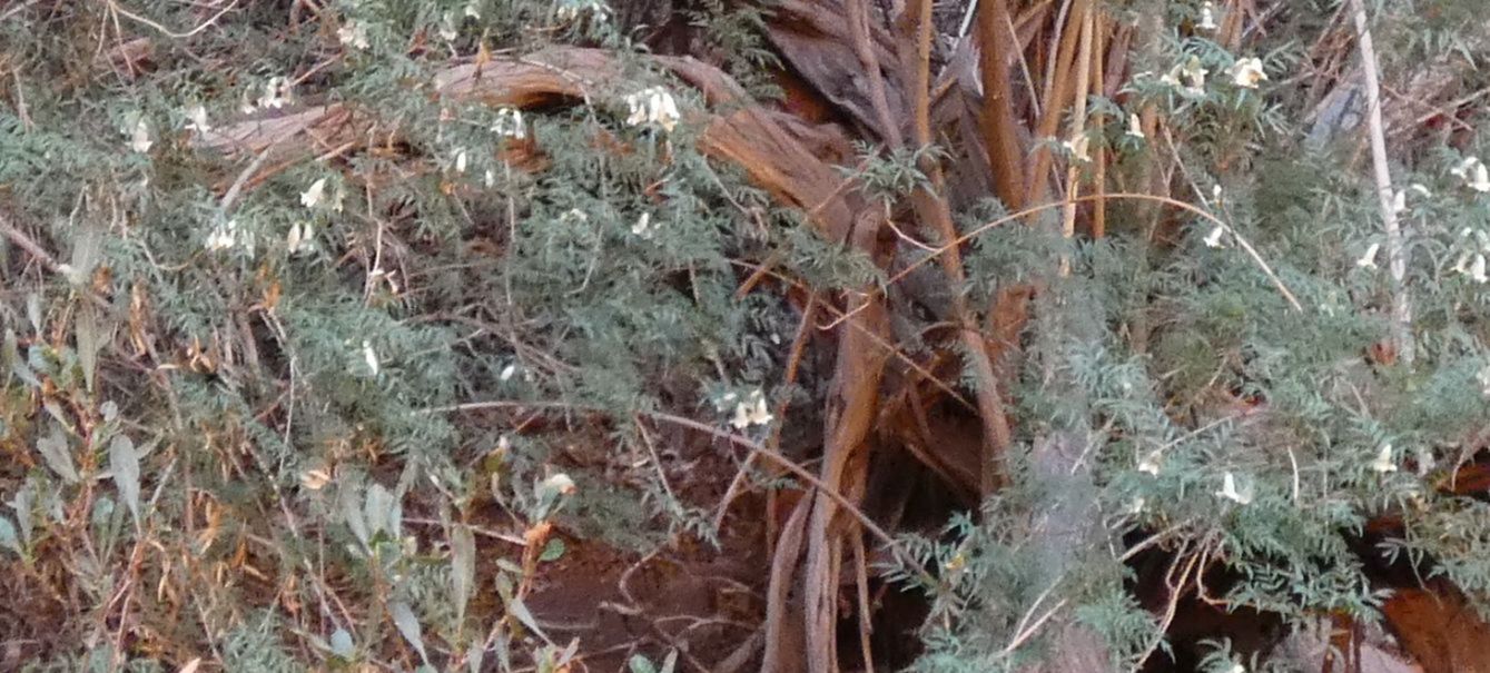 Pianta dall''Australia (NT): Pandorea doratoxylon (Bignoniaceae)