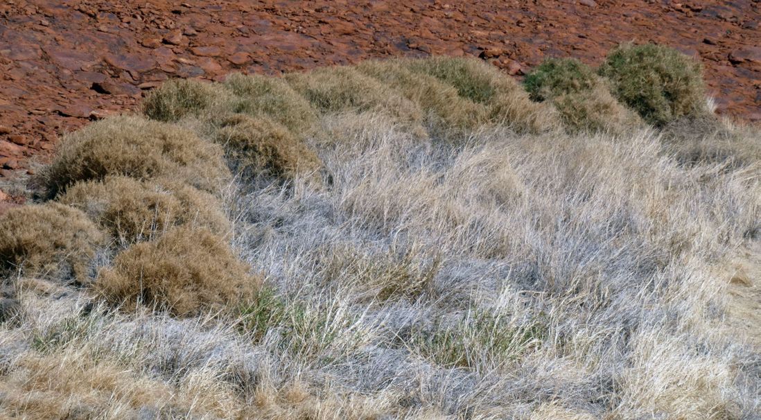 Pianta dall''Australia (NT):Eriachne scleranthoides (Poaceae)