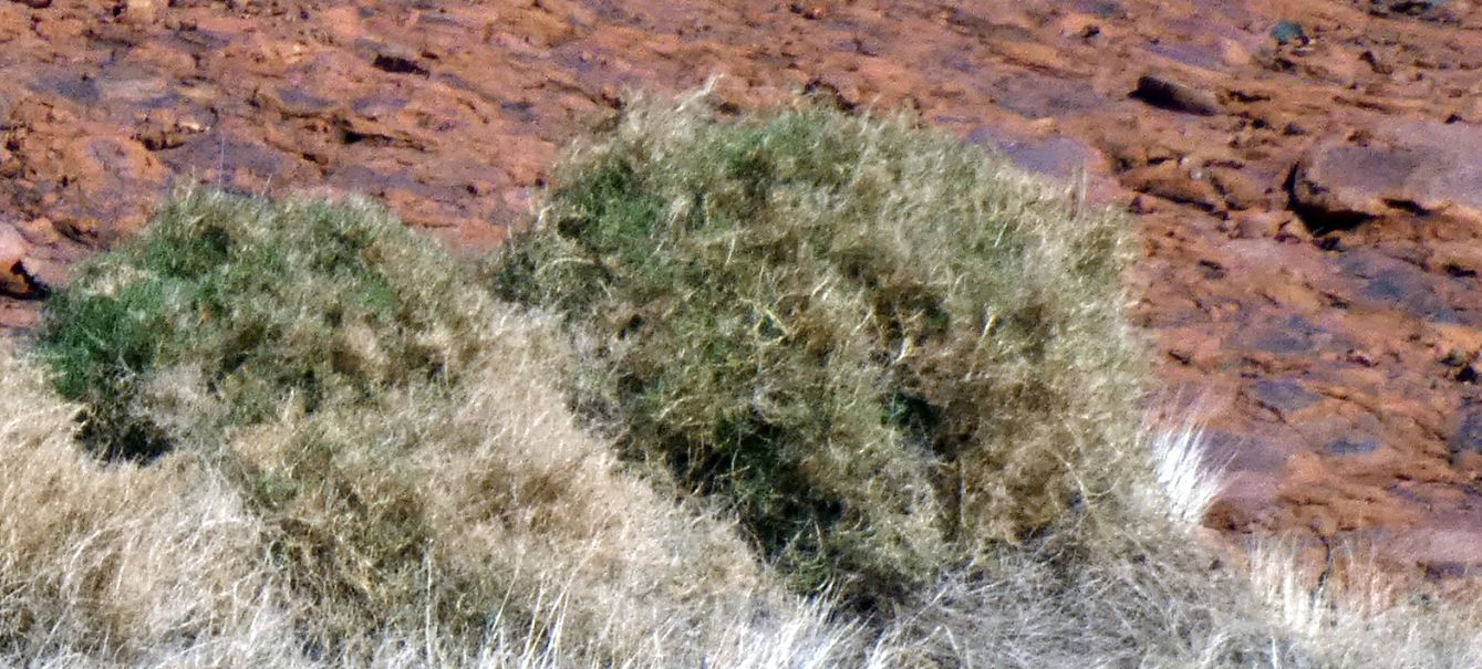 Pianta dall''Australia (NT):Eriachne scleranthoides (Poaceae)