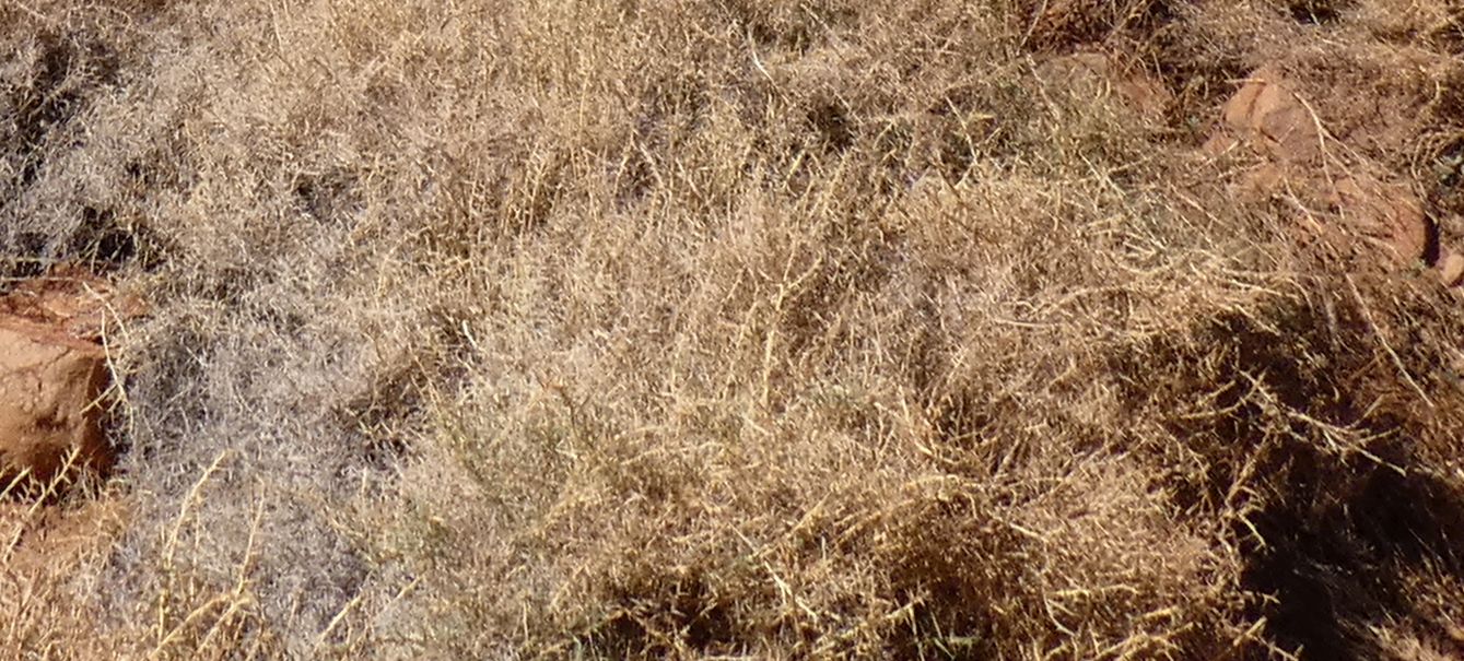 Pianta dall''Australia (NT):Eriachne scleranthoides (Poaceae)