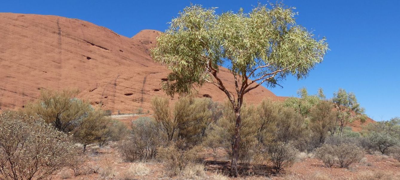 Albero dall''Australia (NT): Corymbia terminalis (Myrtaceae)