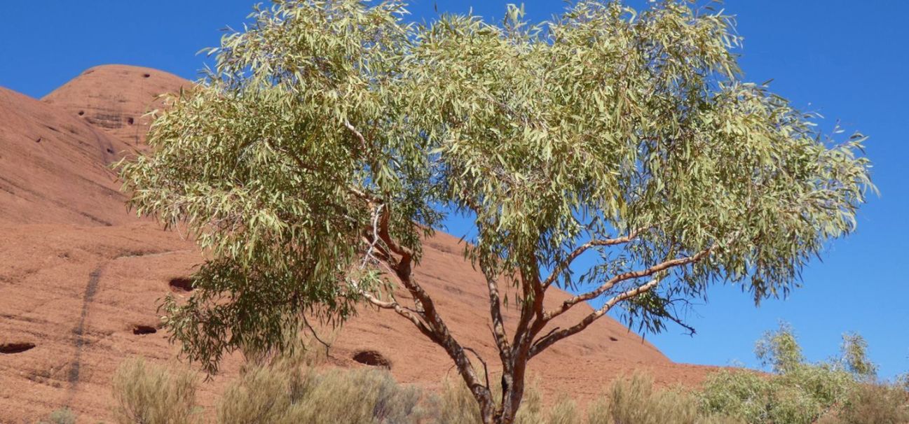 Albero dall''Australia (NT): Corymbia terminalis (Myrtaceae)