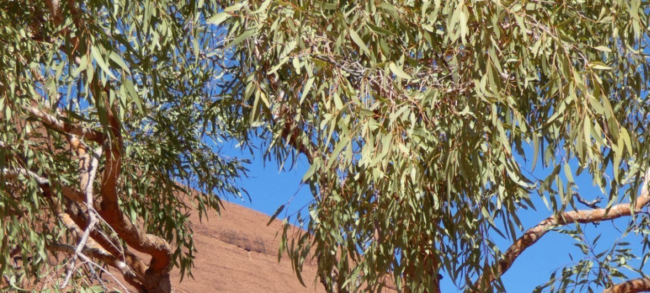 Albero dall''Australia (NT): Corymbia terminalis (Myrtaceae)