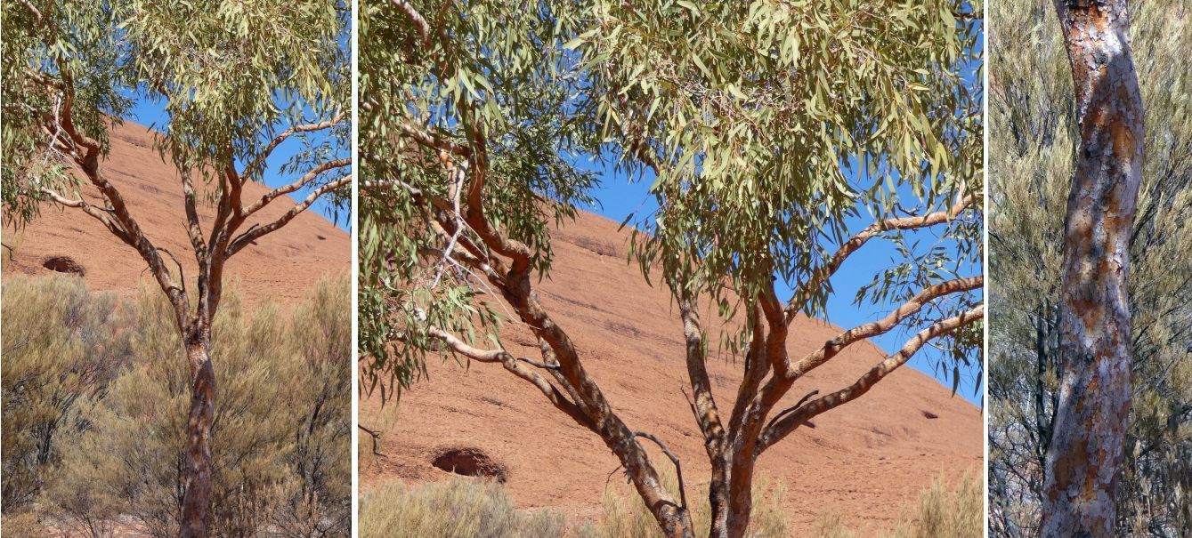 Albero dall''Australia (NT): Corymbia terminalis (Myrtaceae)