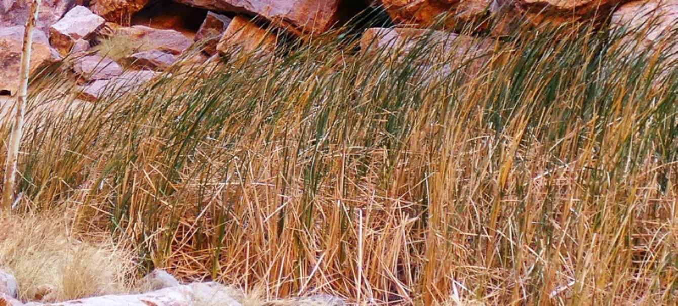 Pianta palustre dall''Australia (NT): Typha domingensis (Typhaceae)