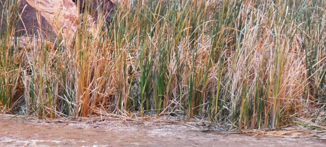 Pianta palustre dall''Australia (NT): Typha domingensis (Typhaceae)