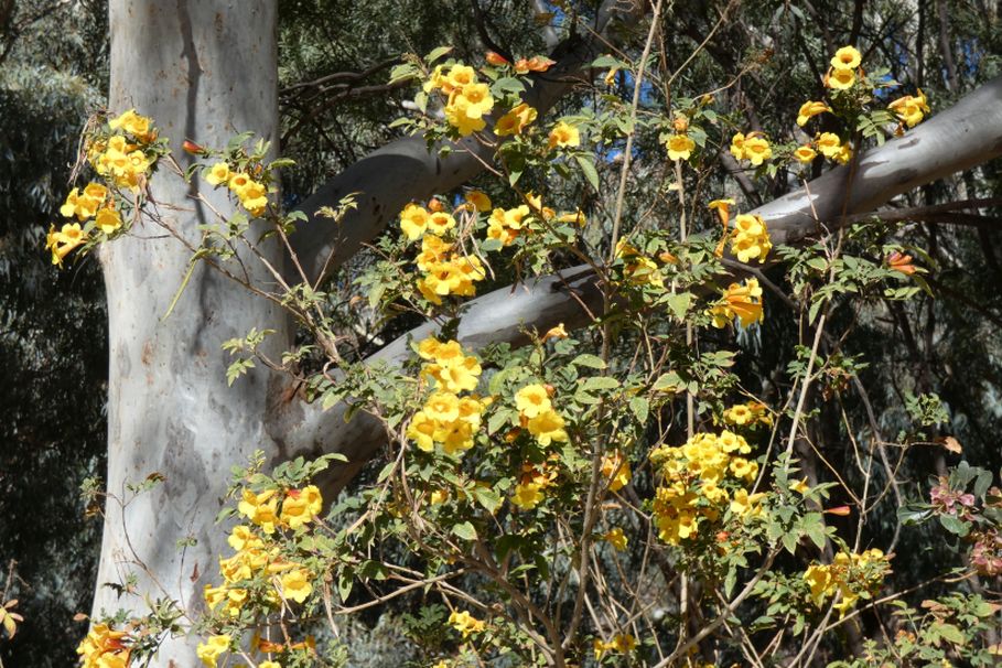 Fiore dall''Australia (NT): Tecoma stans (Bignoniaceae)