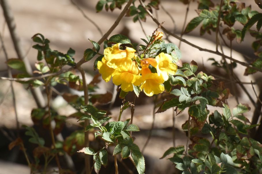 Fiore dall''Australia (NT): Tecoma stans (Bignoniaceae)