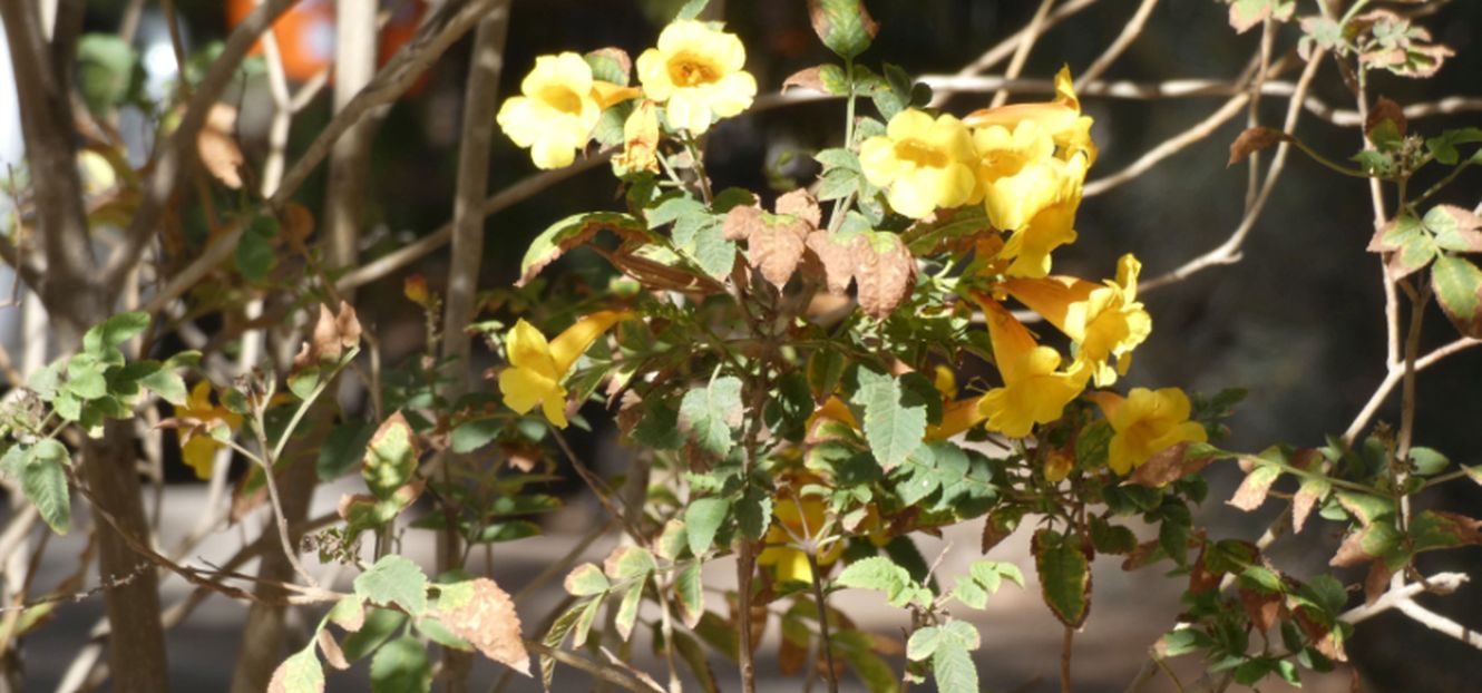 Fiore dall''Australia (NT): Tecoma stans (Bignoniaceae)