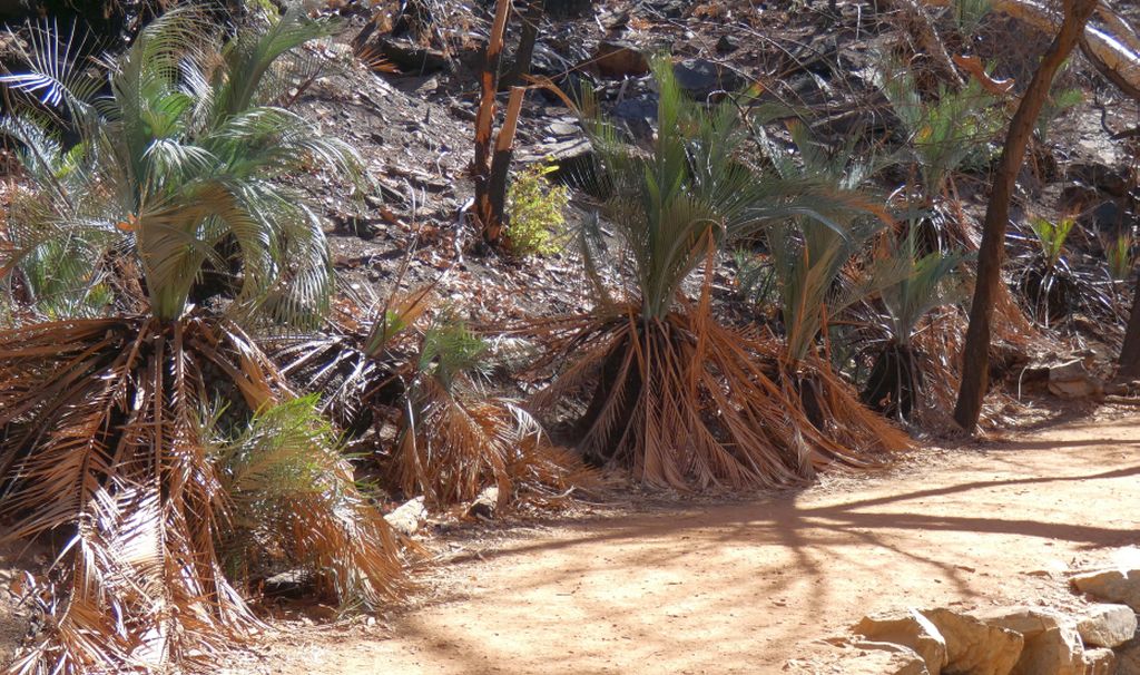 Pianta dall''Australia (NT): Macrozamia macdonnellii  ( Zamiaceae)