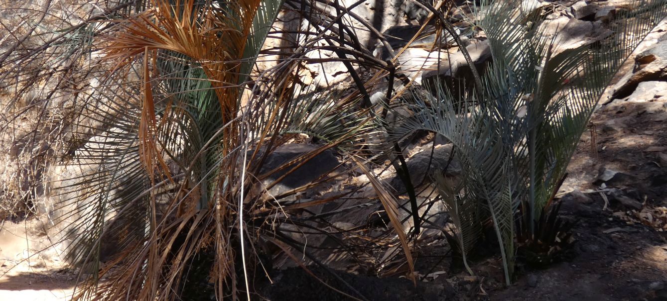 Pianta dall''Australia (NT): Macrozamia macdonnellii  ( Zamiaceae)