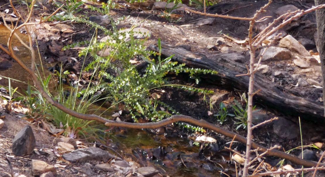 Pianta dall''Australia (NT): Acacia strongylophylla(Fabaceae)