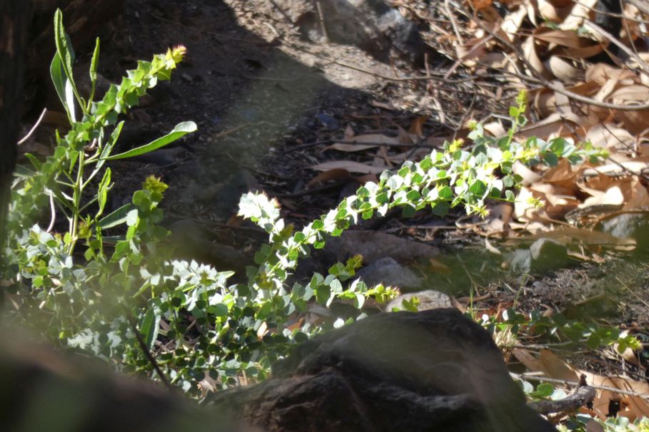 Pianta dall''Australia (NT): Acacia strongylophylla(Fabaceae)