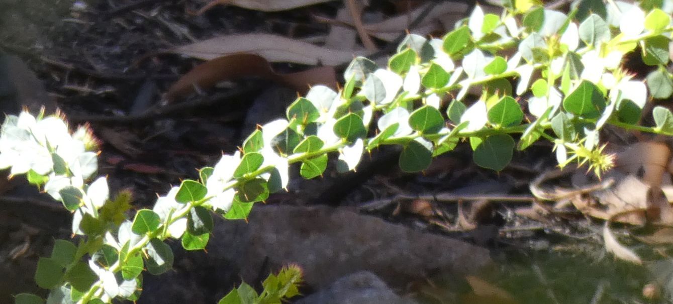 Pianta dall''Australia (NT): Acacia strongylophylla(Fabaceae)