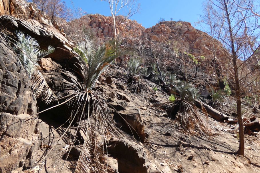 Pianta dall''Australia (NT): Macrozamia macdonnellii  ( Zamiaceae)