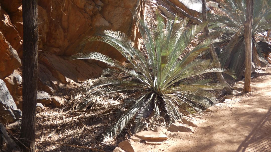 Pianta dall''Australia (NT): Macrozamia macdonnellii  ( Zamiaceae)