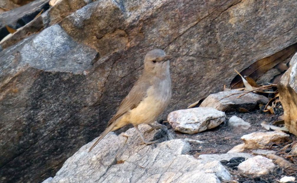 Dall''Australia (NT): Tordo-averla grigio (Colluricincla harmonica ssp. rufiventris)