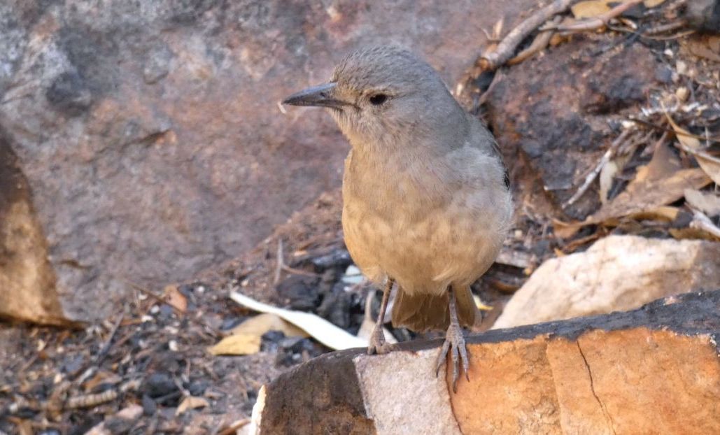 Dall''Australia (NT): Tordo-averla grigio (Colluricincla harmonica ssp. rufiventris)