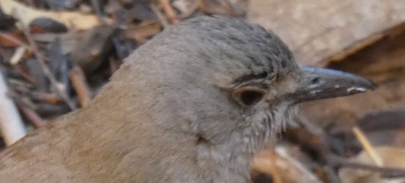 Dall''Australia (NT): Tordo-averla grigio (Colluricincla harmonica ssp. rufiventris)