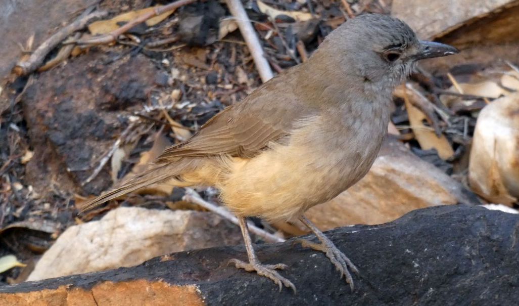 Dall''Australia (NT): Tordo-averla grigio (Colluricincla harmonica ssp. rufiventris)