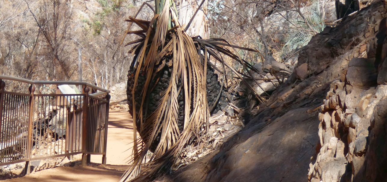 Pianta dall''Australia (NT): Macrozamia macdonnellii  ( Zamiaceae)