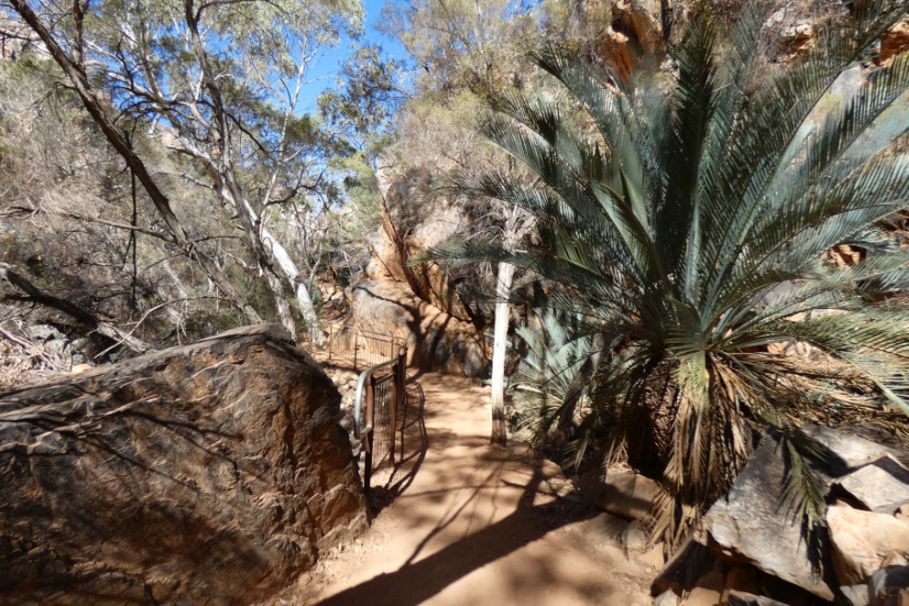 Pianta dall''Australia (NT): Macrozamia macdonnellii  ( Zamiaceae)