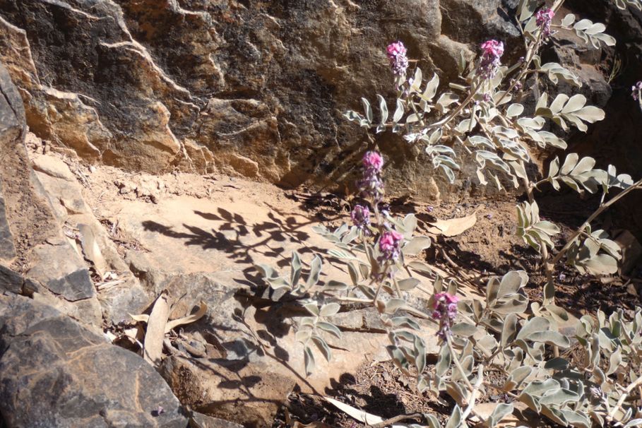 dall''Australia (NT): Indigofera basedowii (Fabaceae)