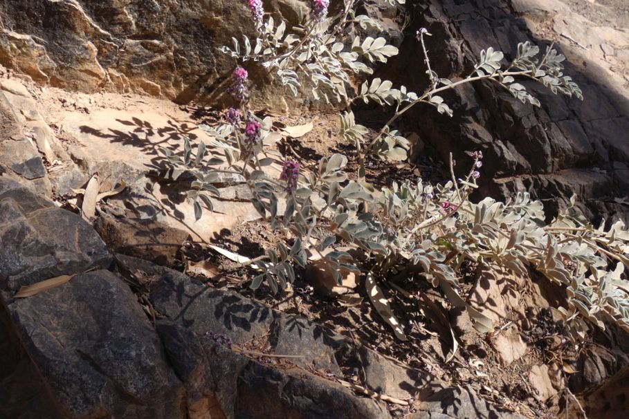 dall''Australia (NT): Indigofera basedowii (Fabaceae)