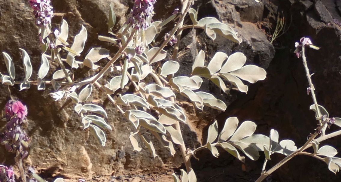 dall''Australia (NT): Indigofera basedowii (Fabaceae)