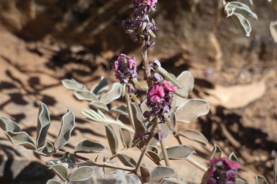 dall''Australia (NT): Indigofera basedowii (Fabaceae)