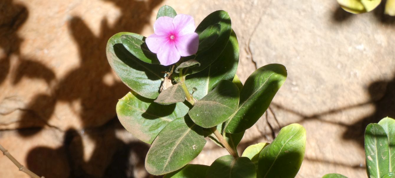 dall''Australia (NT): Catharanthus roseus (Apocynaceae)