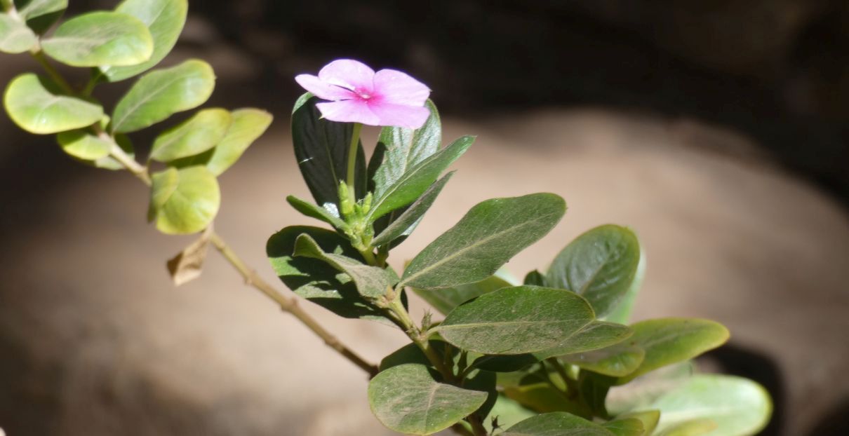 dall''Australia (NT): Catharanthus roseus (Apocynaceae)